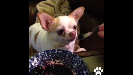 Best Pet Vines 2014 - Amazing Collection of This Years Dog, Cat and Animal Vines! (30 MINUTES)