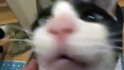 Un chat content de retrouver son maître