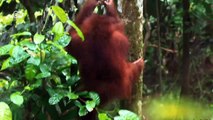 Global Ideas: Indonesia - ayuda para los orangutanes | Global 3000