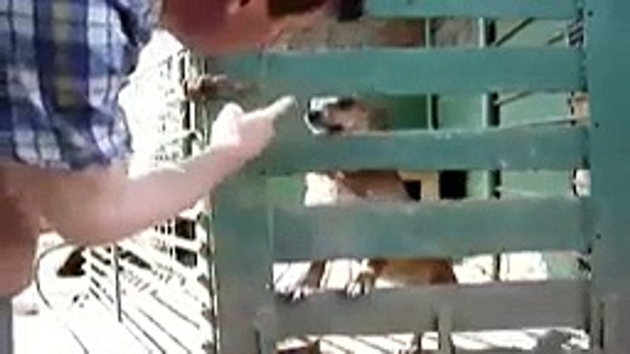 Dog Jailbreak Chien intelligent