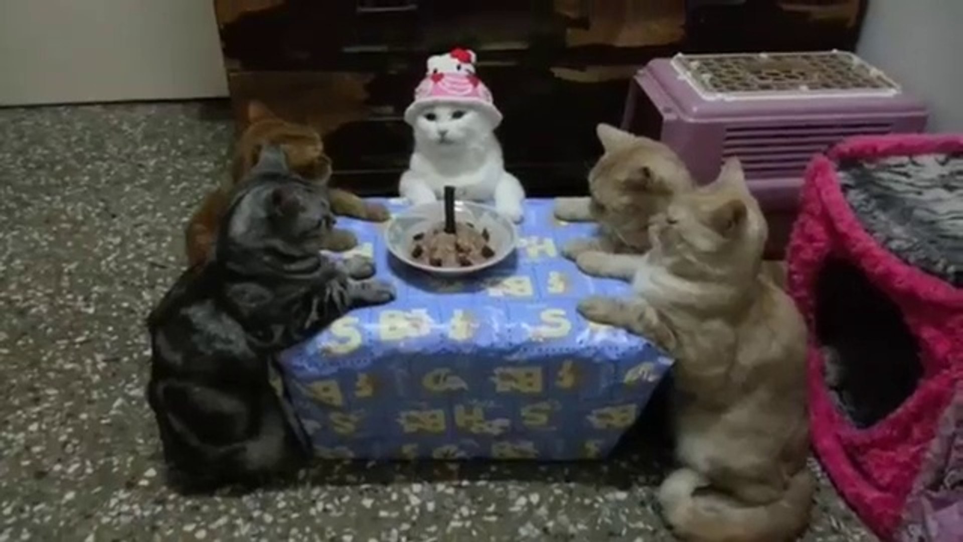 Des Chats Fetent Un Anniversaire Video Dailymotion