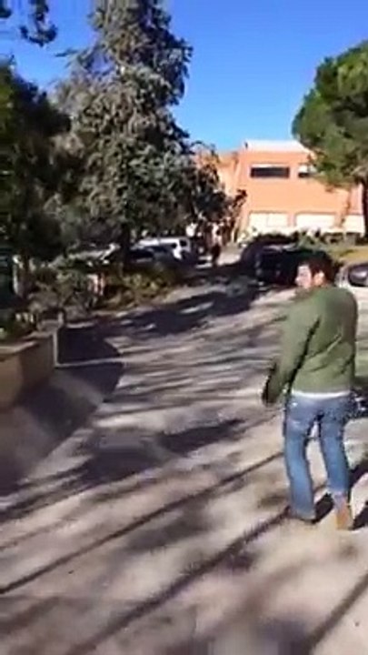 Arbre caient al recinte de l'UPC de Terrassa
