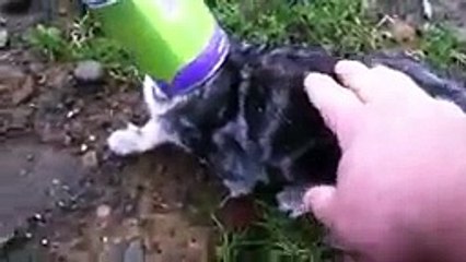 Chaton dans la boite