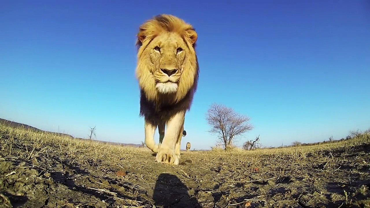 Leões roubam GoPro!