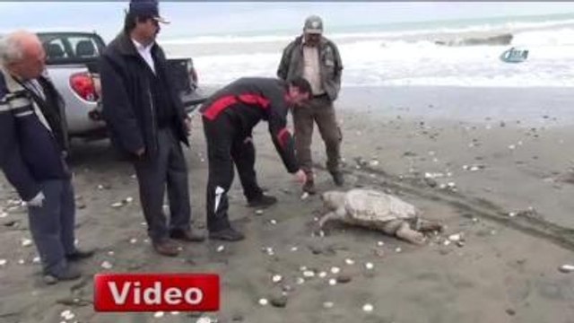 Mersin'de Sahile Ölü Caretta Caretta Vurdu