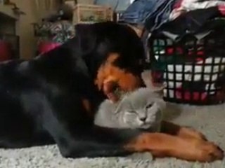 Rottweiler apaixonado por gato!