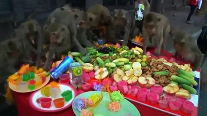 Macacos atacam mesa de buffet!