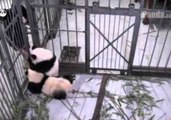 Panda Cub Doesn't Want Zoo Keeper to Leave