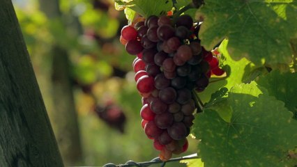 L'Alsace à coeur. Episode 5 - Entre ciel et verres