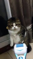 Epilasyon aletini görünce çılgına dönen kedi