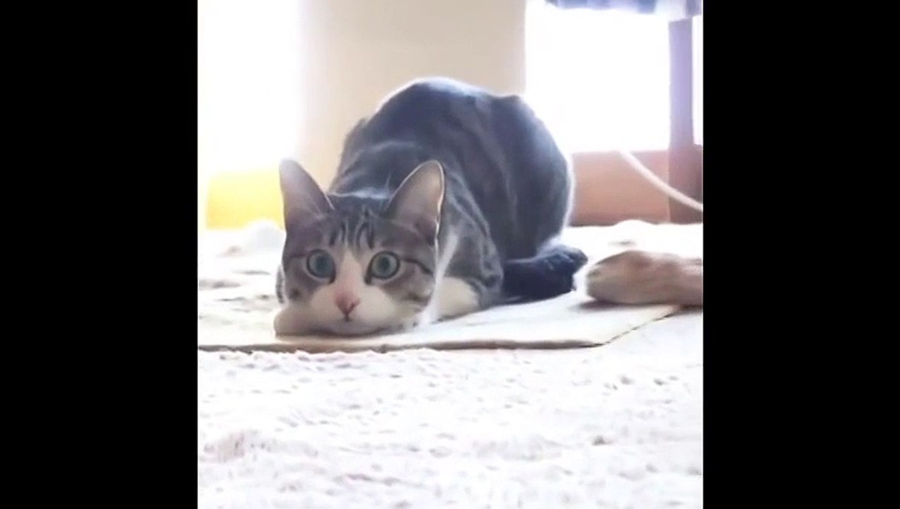 Cat Wiggle Wiggle Wiggle