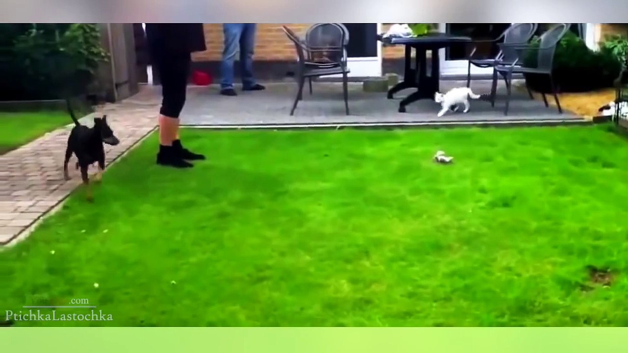 Cats vs Dogs Compilation 2014