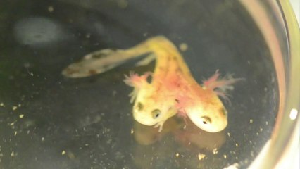 Découverte d'une salamandre à deux têtes en Israël