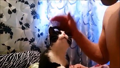 Abi beni sev diyen kedi