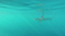 Diver jumps into water to swim with Hammerhead shark