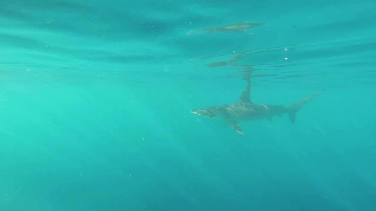 Diver jumps into water to swim with Hammerhead shark
