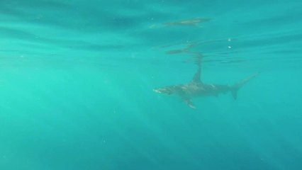 Diver jumps into water to swim with Hammerhead shark