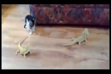 Bukalemun gören yavru kedi korkudan takla attı