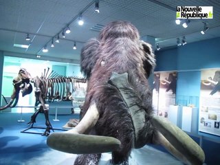 VIDEO. Tours : les mammouths reviennent au muséum