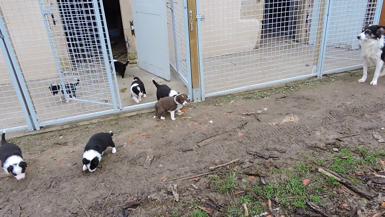 chiots 1 mois