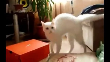 Epic Funny Cats 20 Minutes