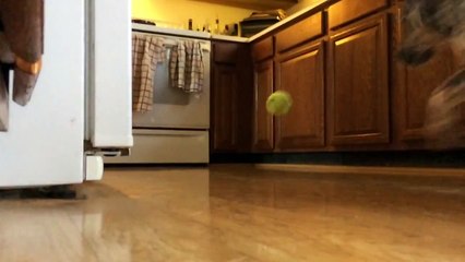 Reasons for not playing with dog indoors