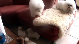 Authentic French Bichon Frise plays with baby puppies