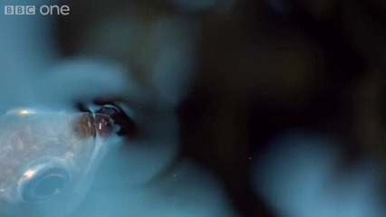 Tükürerek Avlanan Balık?