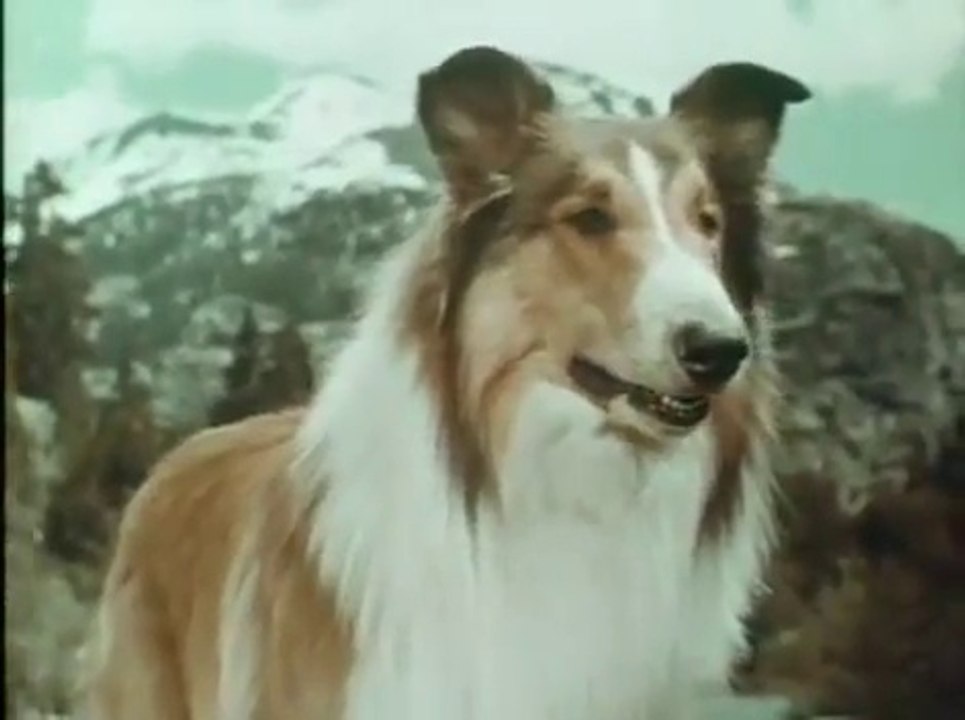Lassie Les braconniers  / 6