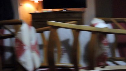 Dune joue avec les chiots