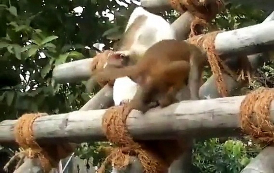 Cat plays with unlikely friend on a ladder