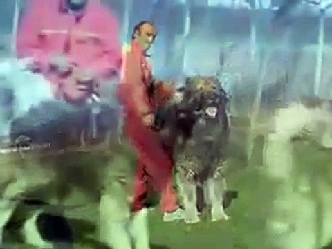 Kars köpekleri - Kars Kafkas Kangal Köpek