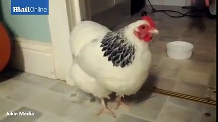 مضحك جداً جداً جداً دجاجة تصرخ عندما تعطس