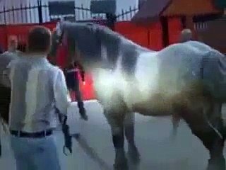 Animal mate armasar monta nelutu poiana marului new HD video 2014