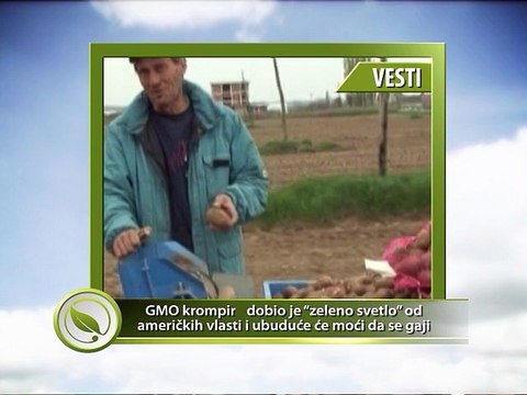 Vesti - GMO krompir dobio je “zeleno svetlo” od američkih vlasti i ubuduće će moći da se gaji