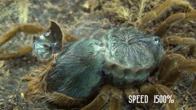 La mue d'une mygale Xenesthis en time-lapse