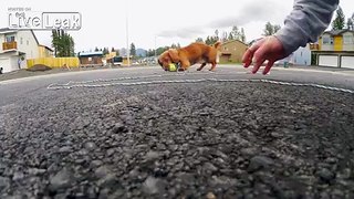 LiveLeak_com - My Wiener Dog Loving Fetch with my Quadcopter
