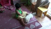 Puppy Bichon Frise Playing with 2 year old girl