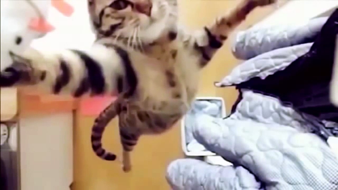 2013 funny cats