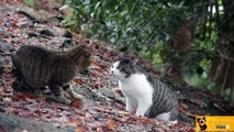 Cat Fight _ Cılgın cats _ 2014 _ 1080p _ HD