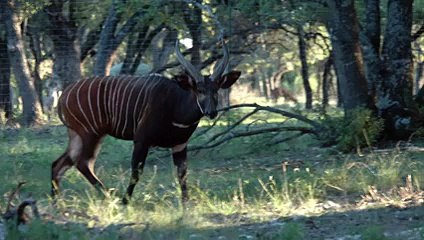 Texas Exotic Hunts –www.brokenspurwhitetails.com