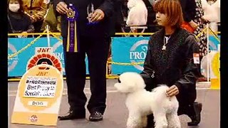 2013 Japan dog Festival IN Intex Osaka bichon frise bitch review