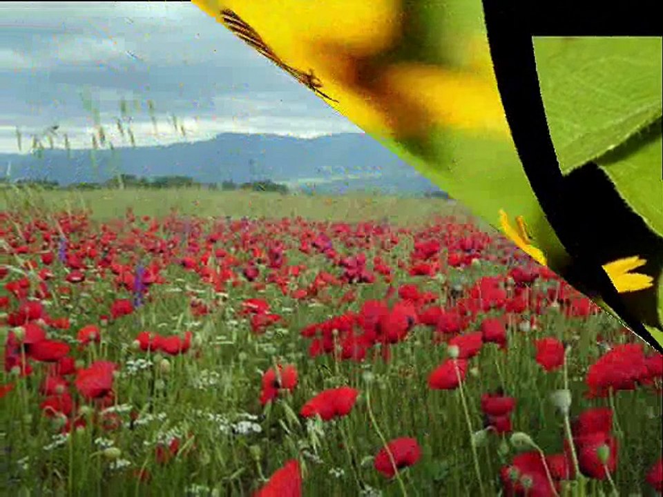 Güzeldir Benim Türkiye'm-Türkü-Söz-Müzik-Musa Has