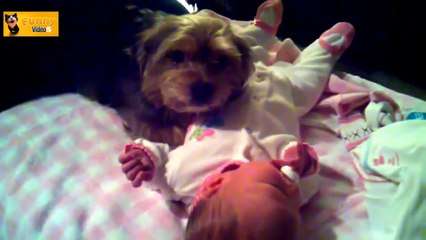 Funny Dogs Protecting Babies Compilation _720p _ 2014 _ HD