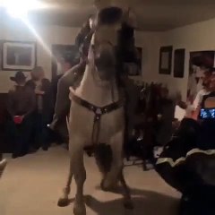 Crazy party : a Horse in the house