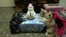 So cute CAT Bithday party : 5 kitties sat on a table!