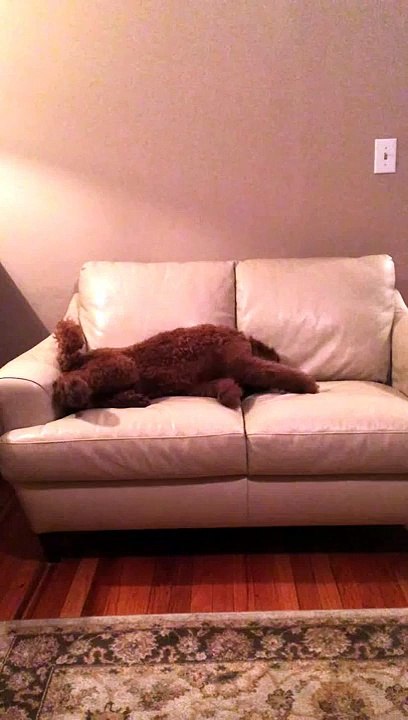 Un chien réconforté par un autre chien en plein mauvais rêve : trop mignon!