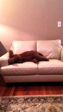 Un chien réconforté par un autre chien en plein mauvais rêve : trop mignon!