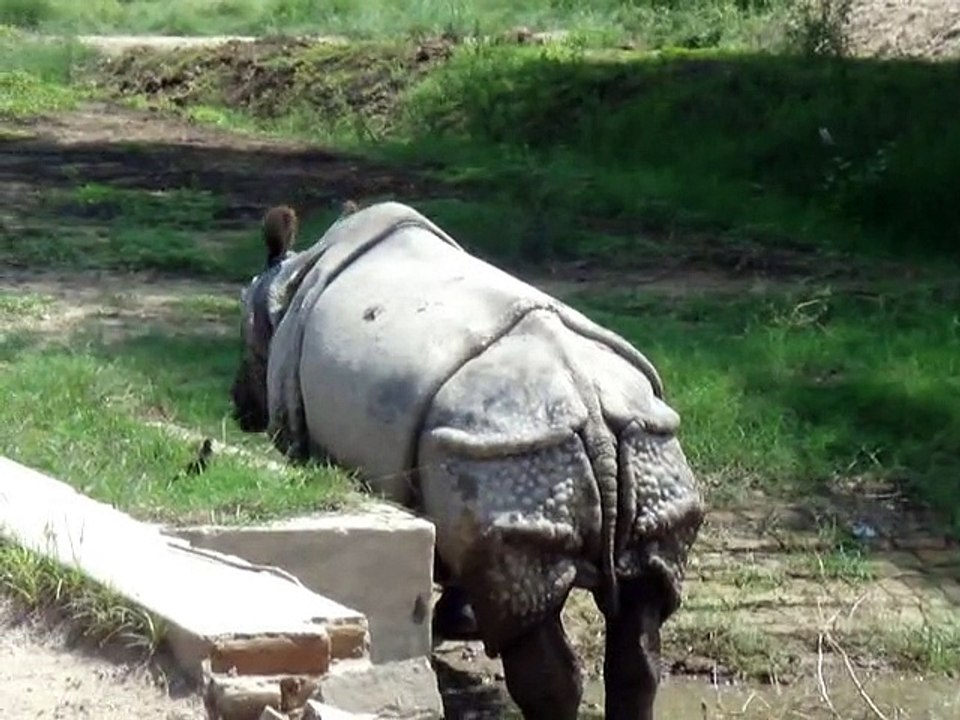Amazing architectural skin Of Rhinos