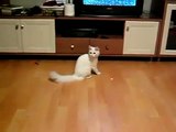 Dunya News-Cat Tries His Best to Catch Laser